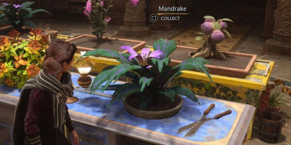 Growing a Mandrake in Hogwarts Legacy